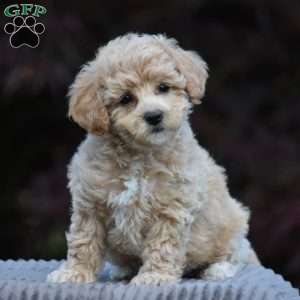 Basil, Bich-Poo Puppy